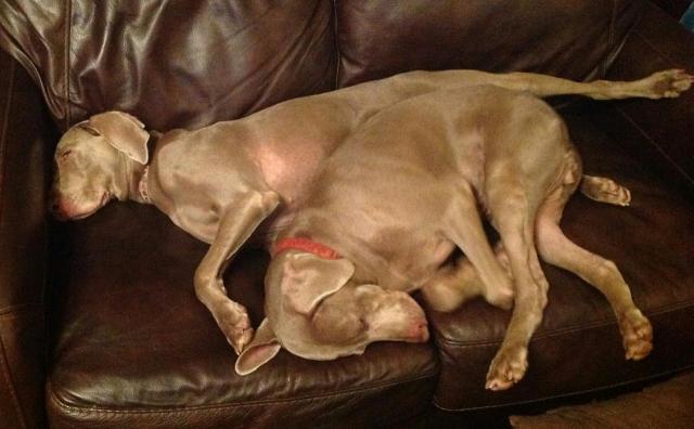 Zoey Bailey Sleeping
